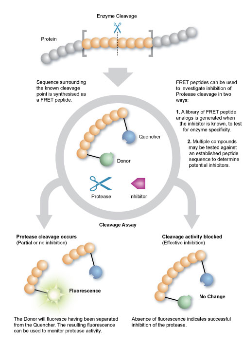 Protease assay using FRET peptides