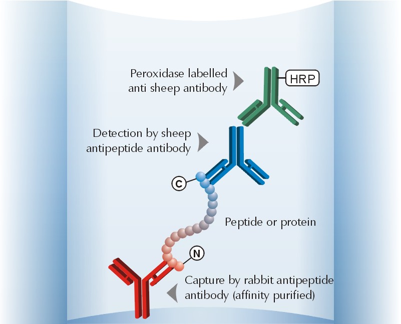 Antipeptide sandwich Elisa