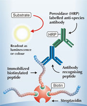 Figure 1: Sandwich ELISA using antipeptide antibodies