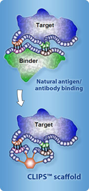 CLIPS bound epitopes detect discontinuous epitopes