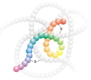 Conjugated peptide