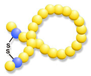 Cyclic peptide