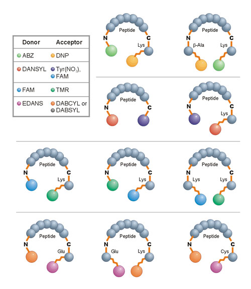 Common FRET pair examples