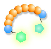 A FRET peptide