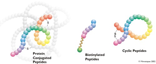 Modified Peptide Examples